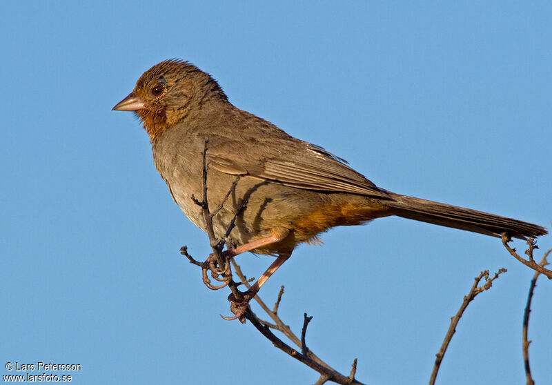 California Towhee