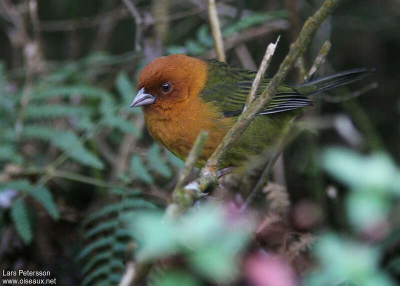 Ochre-breasted Brushfinchadult, identification