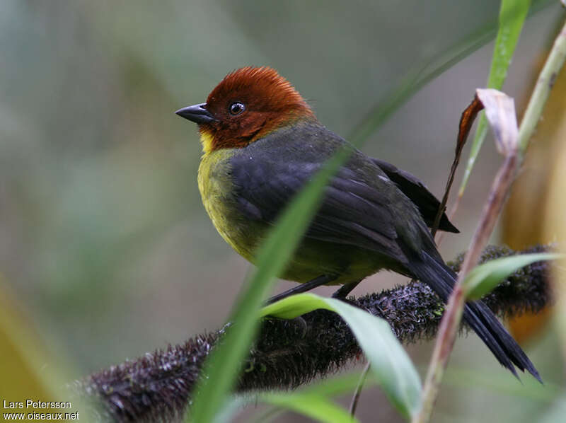 Tepui Brushfinchadult, identification