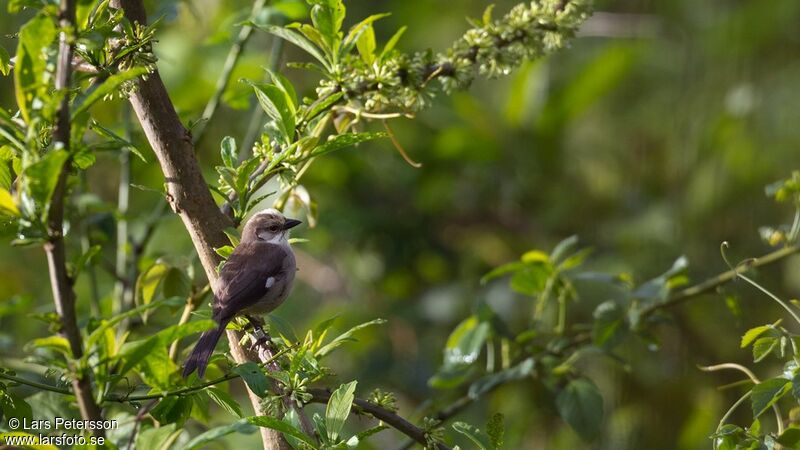 Pale-headed Brushfinch