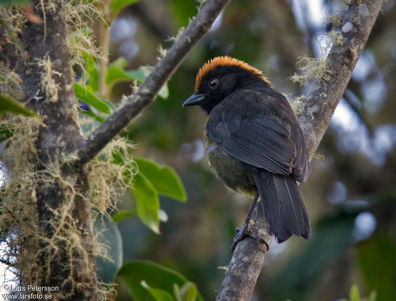 Grey-eared Brushfinch