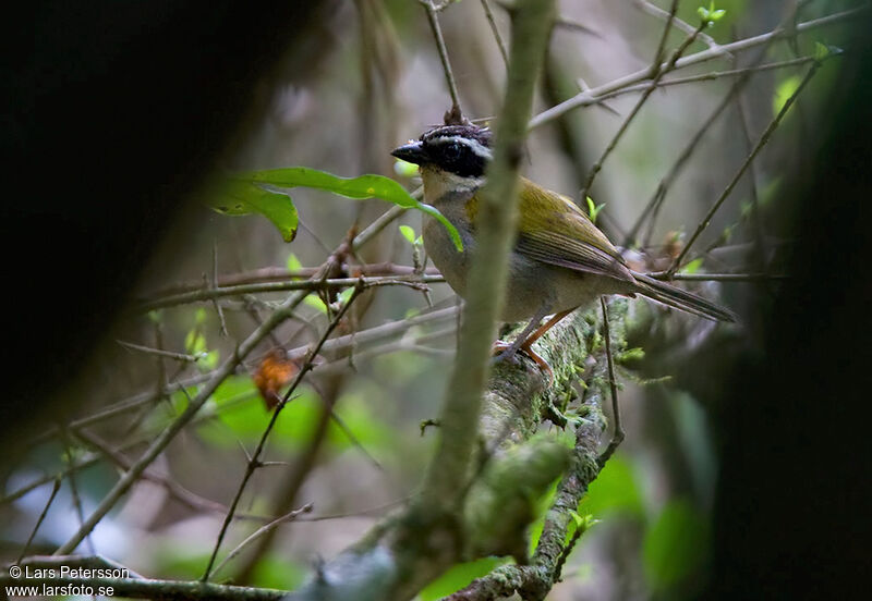 Pectoral Sparrow