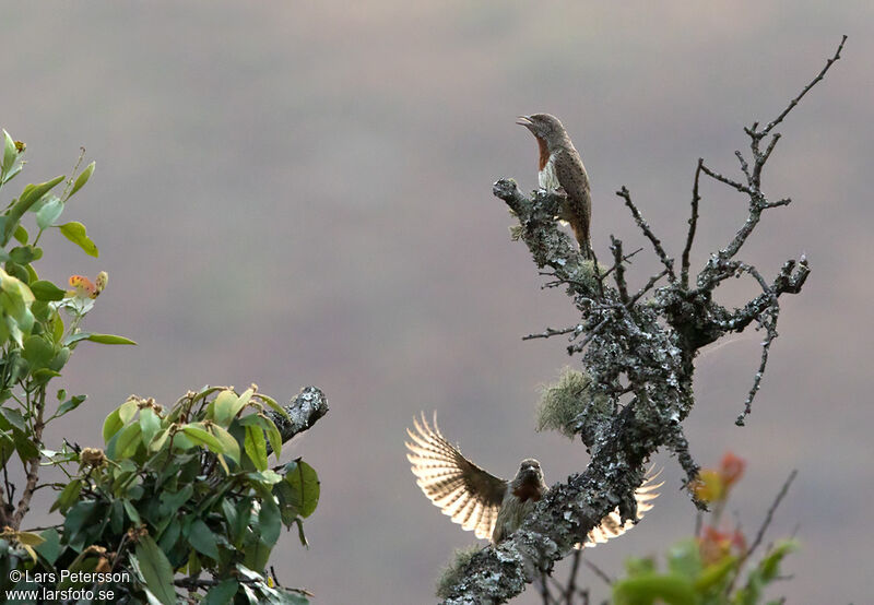 Red-throated Wryneck