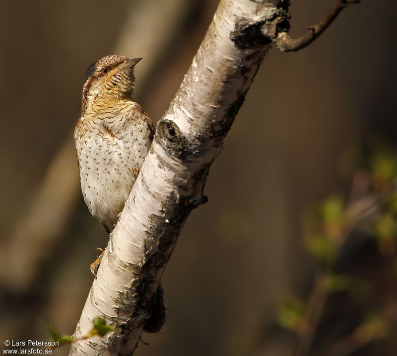 Eurasian Wryneck