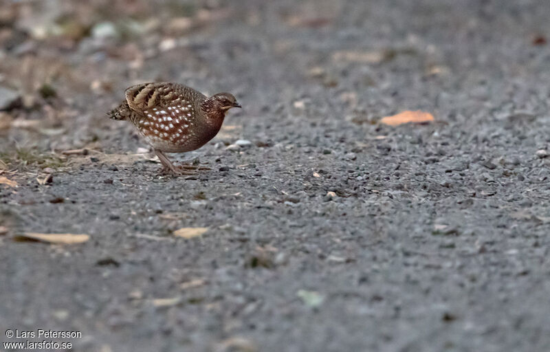 Rufous-throated Partridge