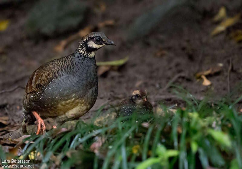 Taiwan Partridge