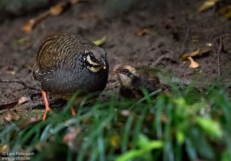 Taiwan Partridge