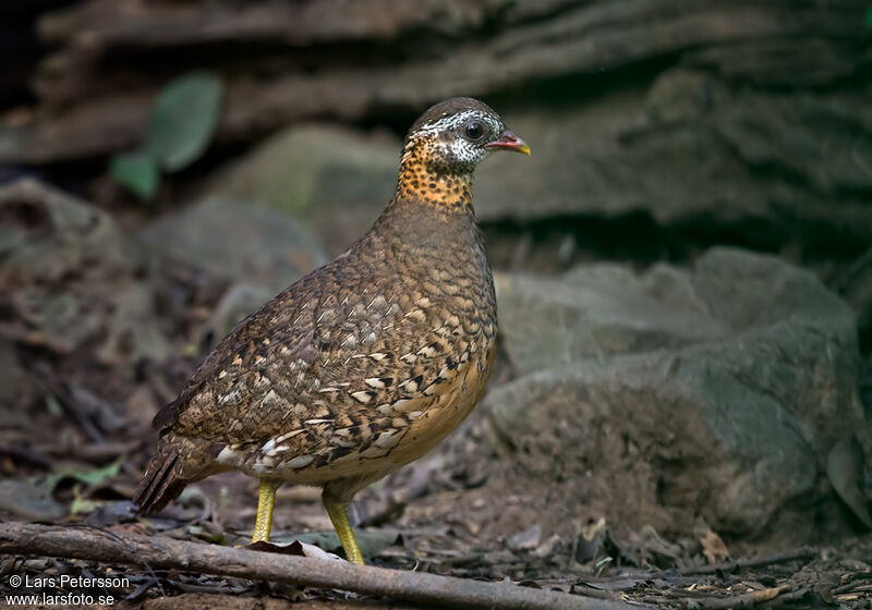 Green-legged Partridge