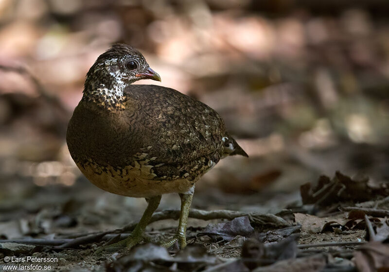 Green-legged Partridge