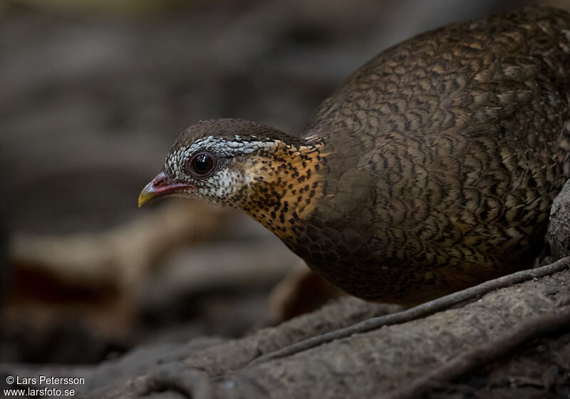 Green-legged Partridge