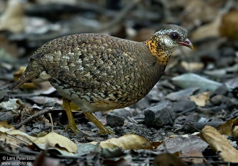 Green-legged Partridge