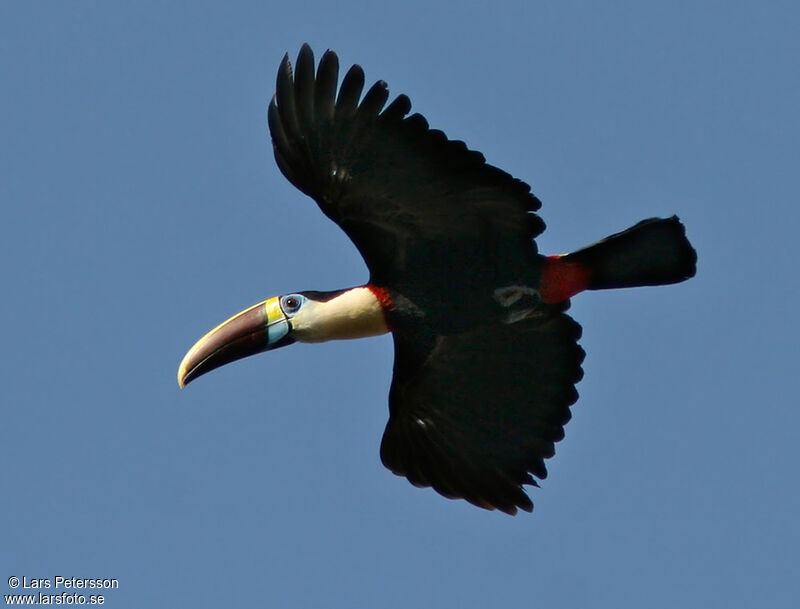 White-throated Toucan