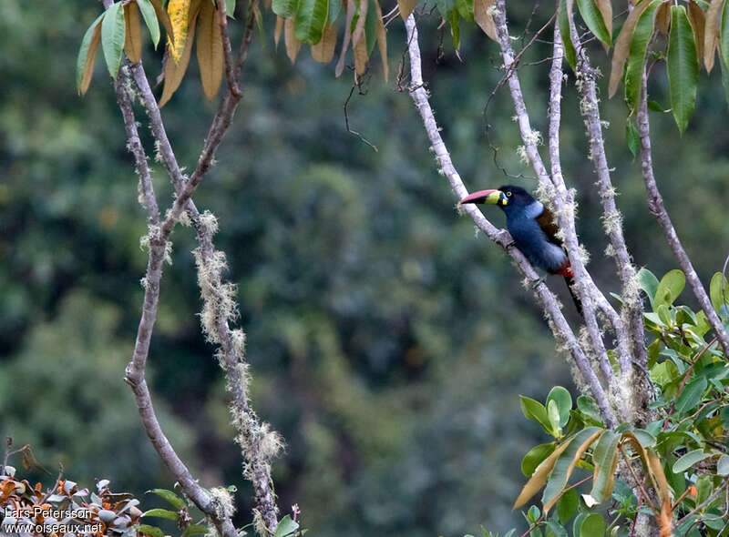 Grey-breasted Mountain Toucanadult, habitat