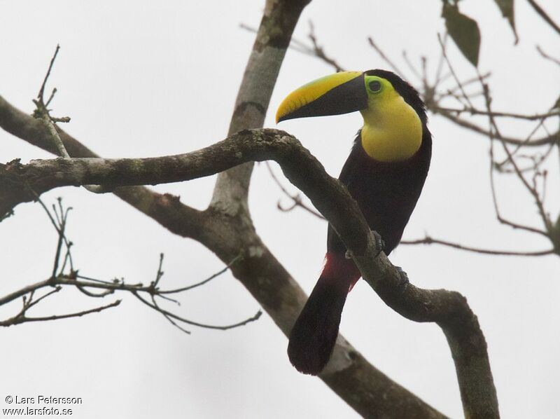 Toucan du Chocó