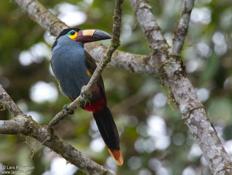 Plate-billed Mountain Toucan