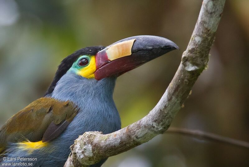 Toucan montagnard