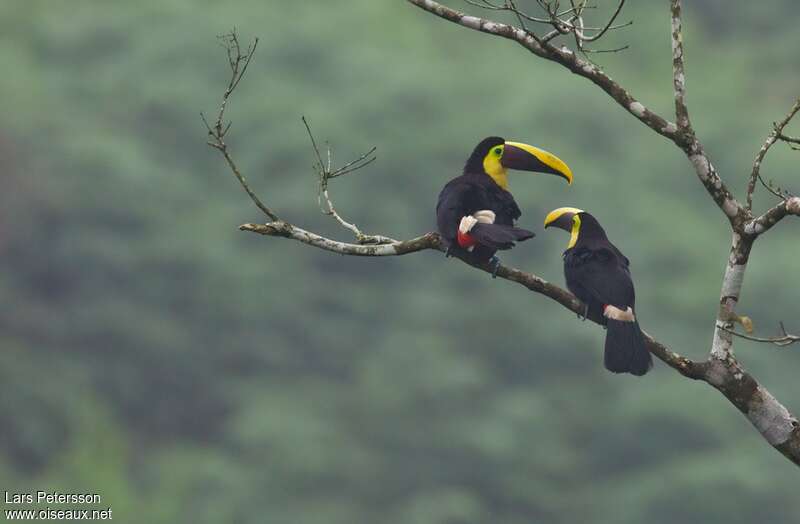 Toucan tocardadulte