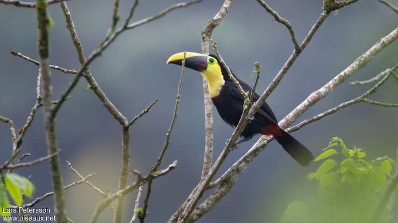 Toucan tocardadulte, identification