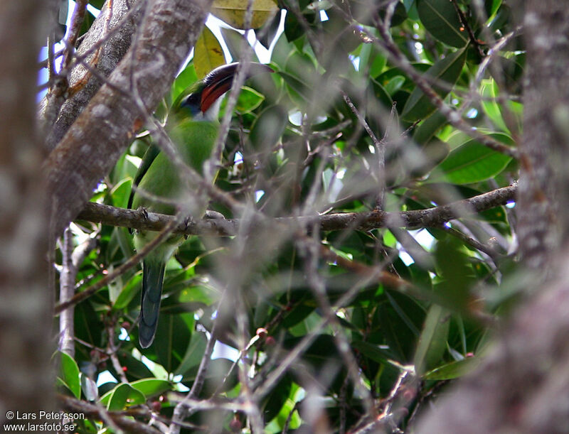 Toucanet à bec sillonné