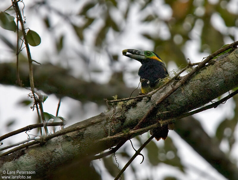 Spot-billed Toucanet