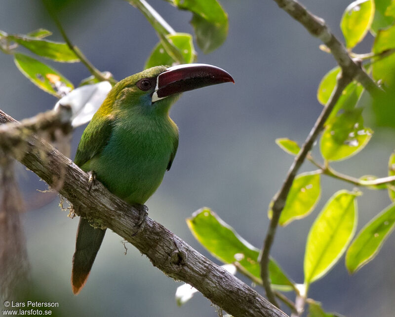 Toucanet à croupion rouge