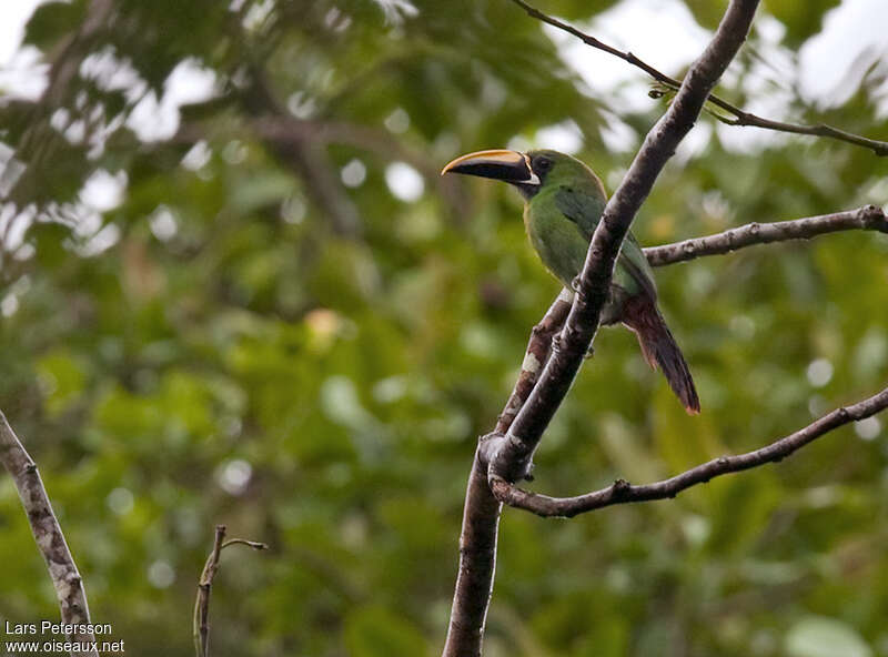 Toucanet à gorge noireadulte, identification