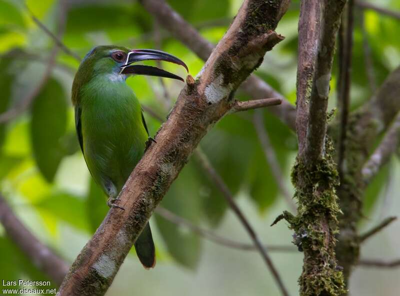 Chestnut-tipped Toucanet