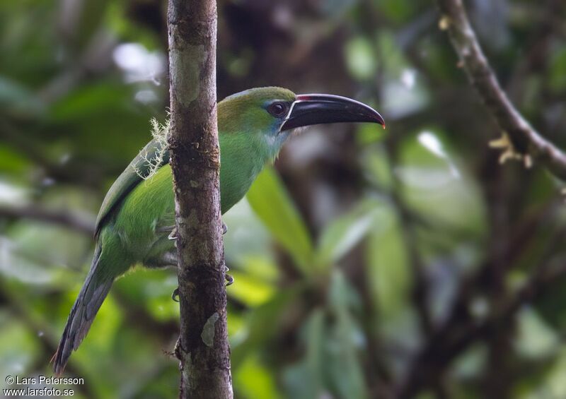 Chestnut-tipped Toucanet