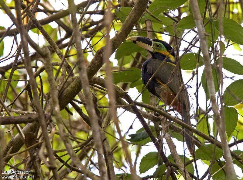 Gould's Toucanet, identification