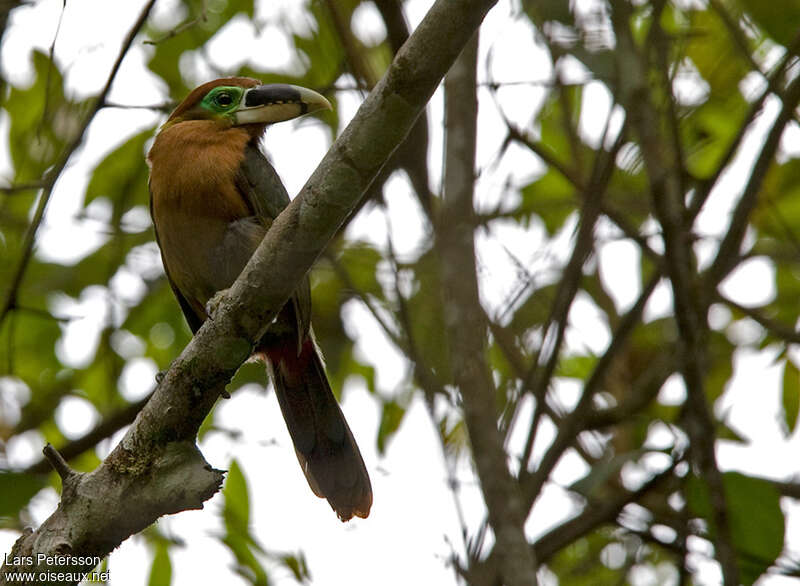 Gould's Toucanet