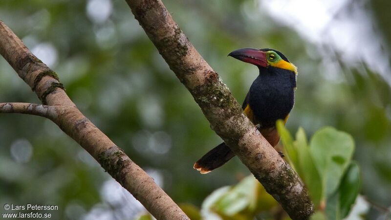 Golden-collared Toucanet