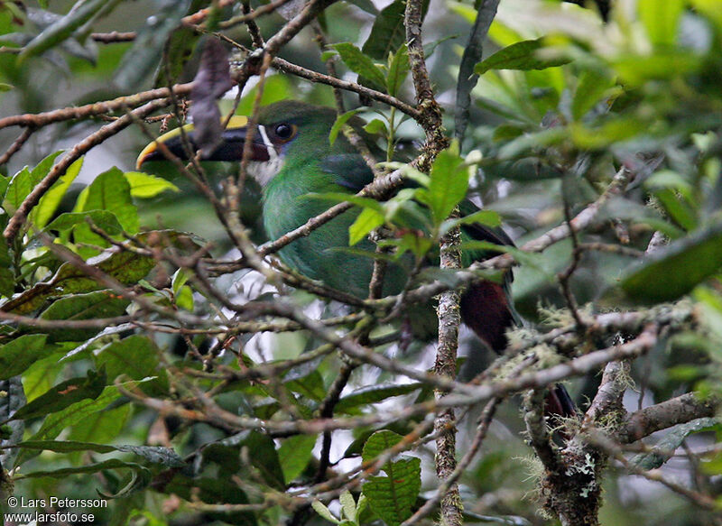 White-throated Toucanet