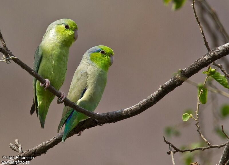 Pacific Parrotlet