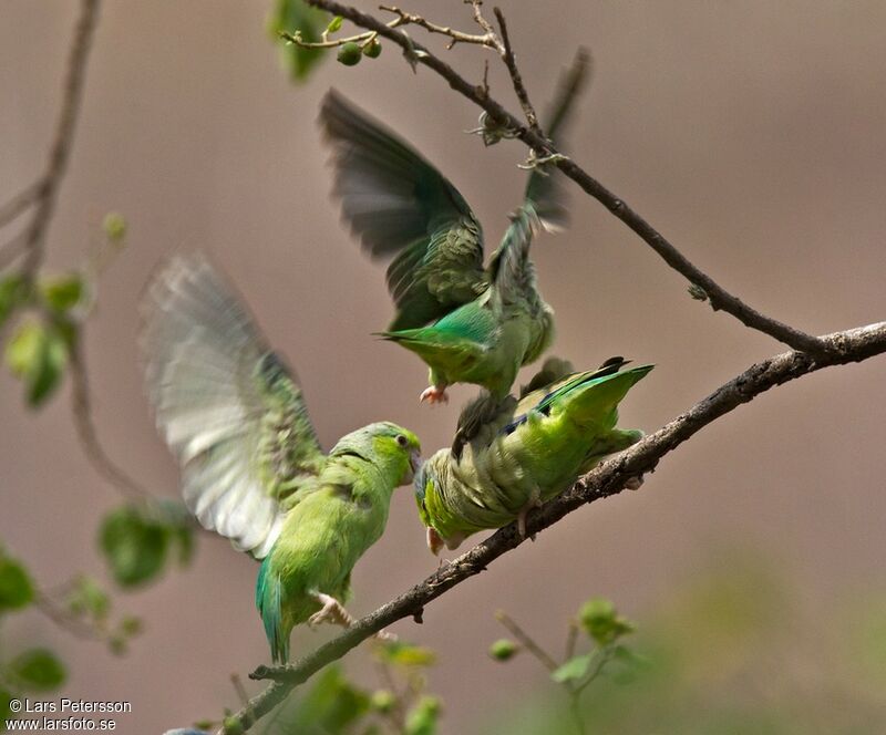 Pacific Parrotlet