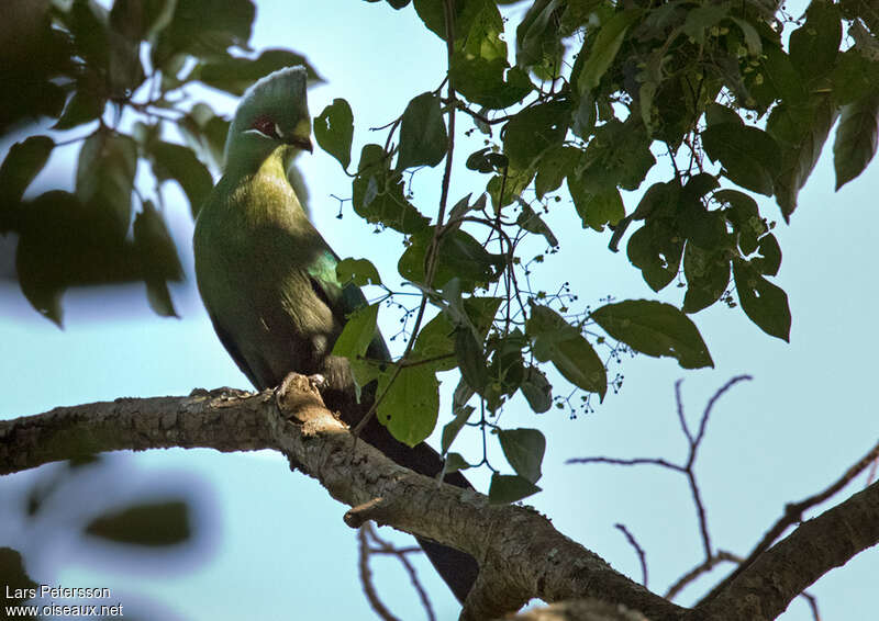 Black-billed Turacoadult, close-up portrait