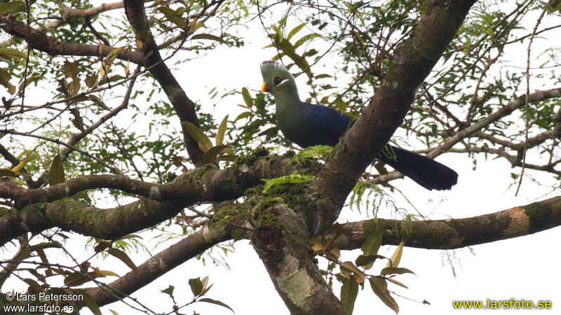 Yellow-billed Turaco