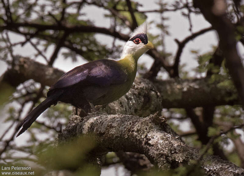 Touraco à huppe blancheadulte, habitat, camouflage, pigmentation