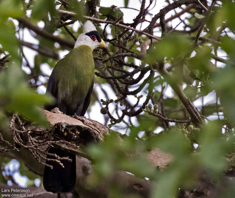 White-crested Turacoadult, habitat, pigmentation