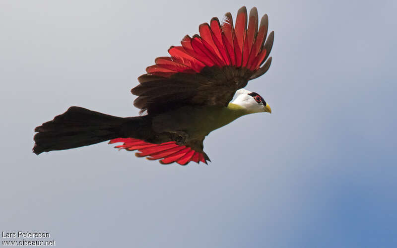 White-crested Turacoadult, pigmentation, Flight