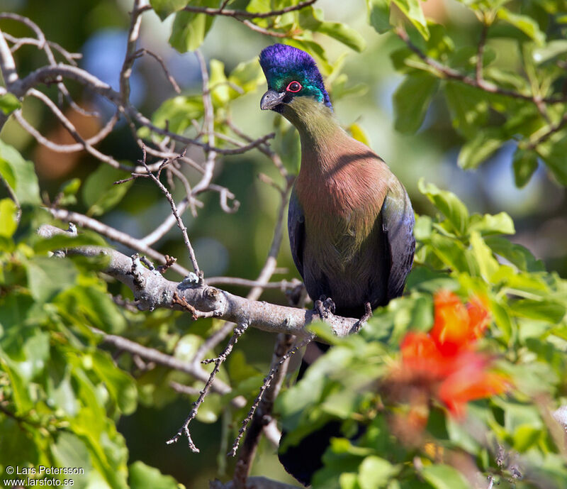 Purple-crested Turaco