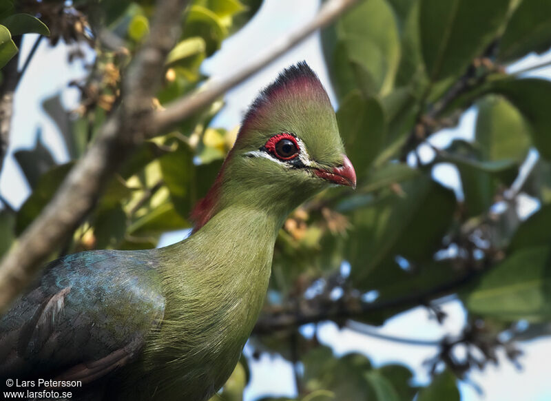 Fischer's Turaco