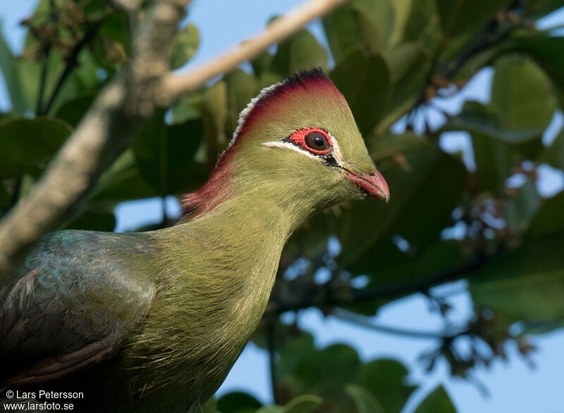 Fischer's Turaco