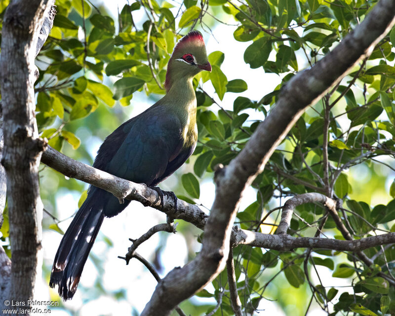 Fischer's Turaco