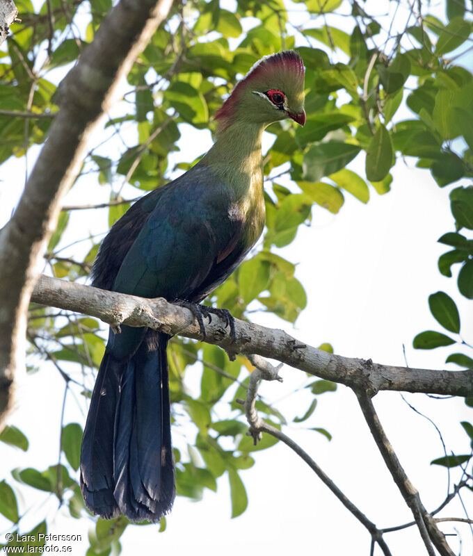 Fischer's Turaco