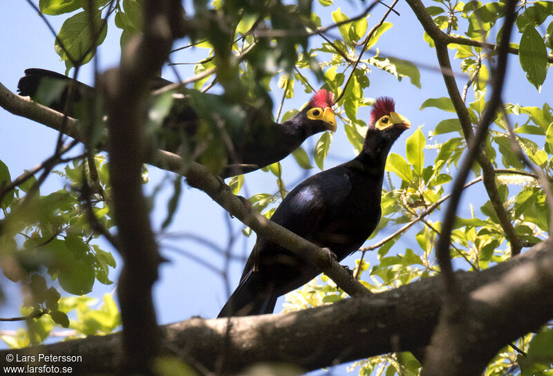 Ross's Turaco