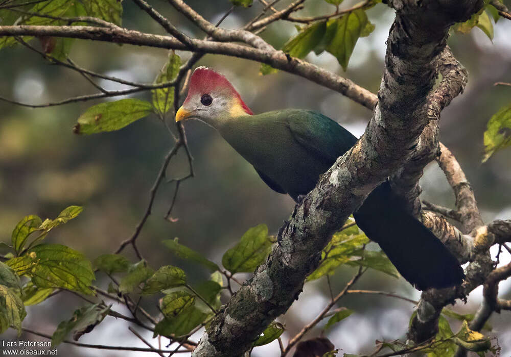Red-crested Turaco