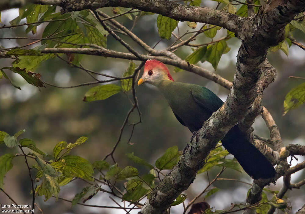 Red-crested Turaco