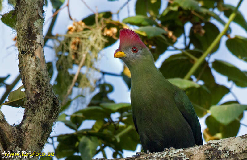 Touraco doré