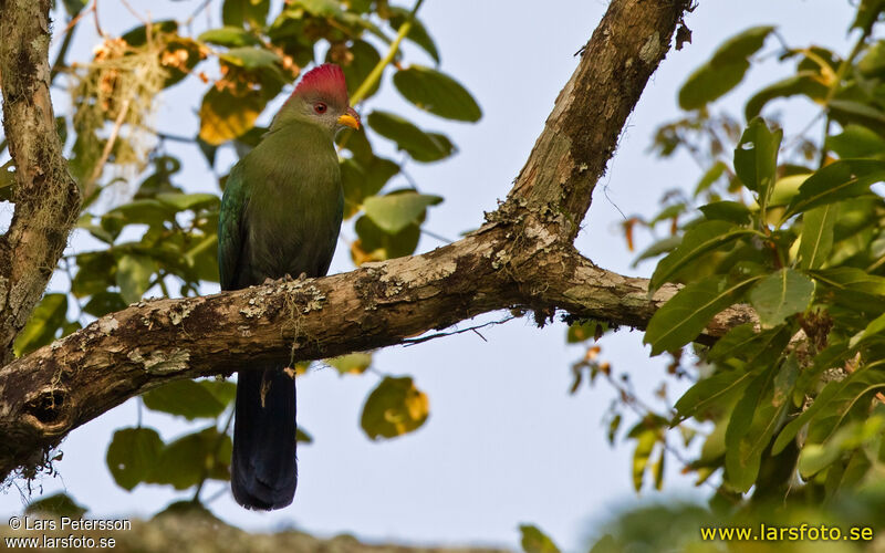 Touraco doré