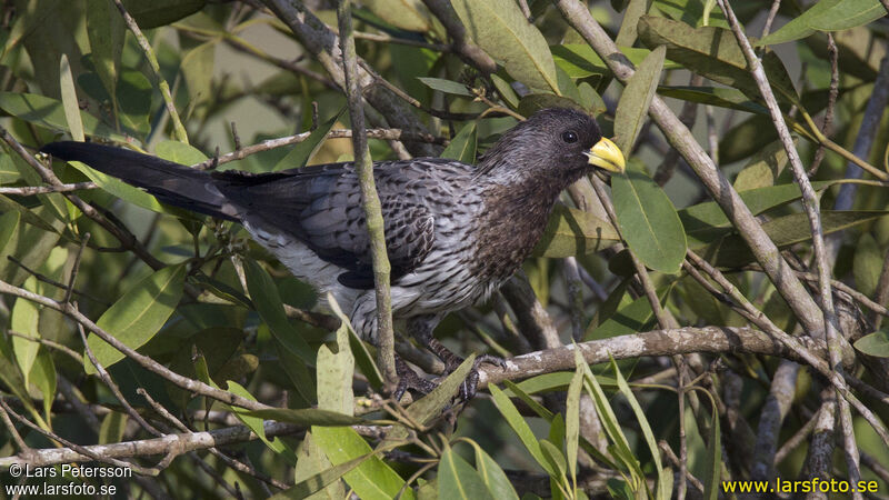 Western Plantain-eater